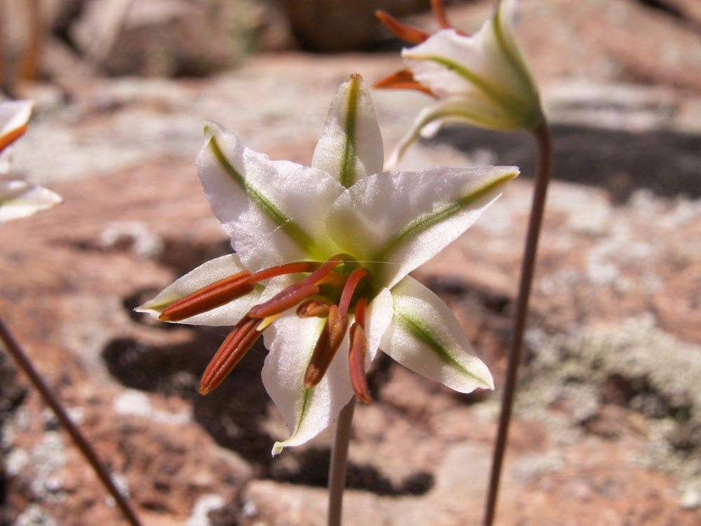 Image of Eremurus soogdianus specimen.