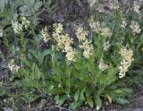 Hesperis laciniata. Цветущее растение. Греция, Пиерия, Олимп. 22.03.2014.