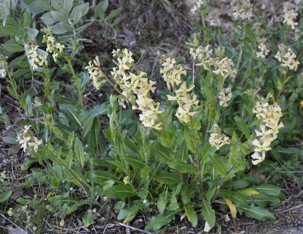 Image of Hesperis laciniata specimen.