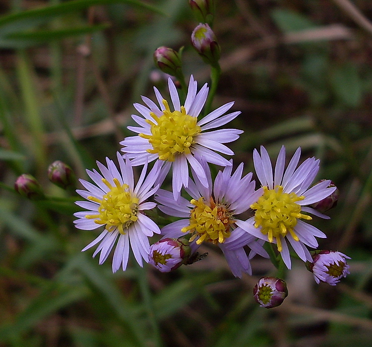 Image of Tripolium pannonicum specimen.