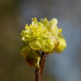 Lindera benzoin