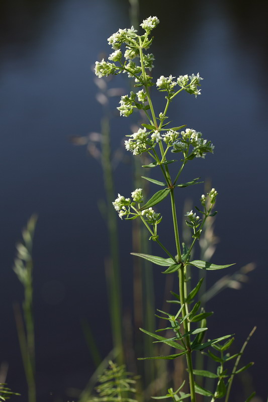 Image of Galium boreale specimen.