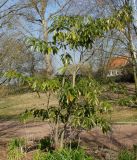 Trochodendron aralioides. Плодоносящее растение. Германия, г. Дюссельдорф, Ботанический сад университета. 13.03.2014.