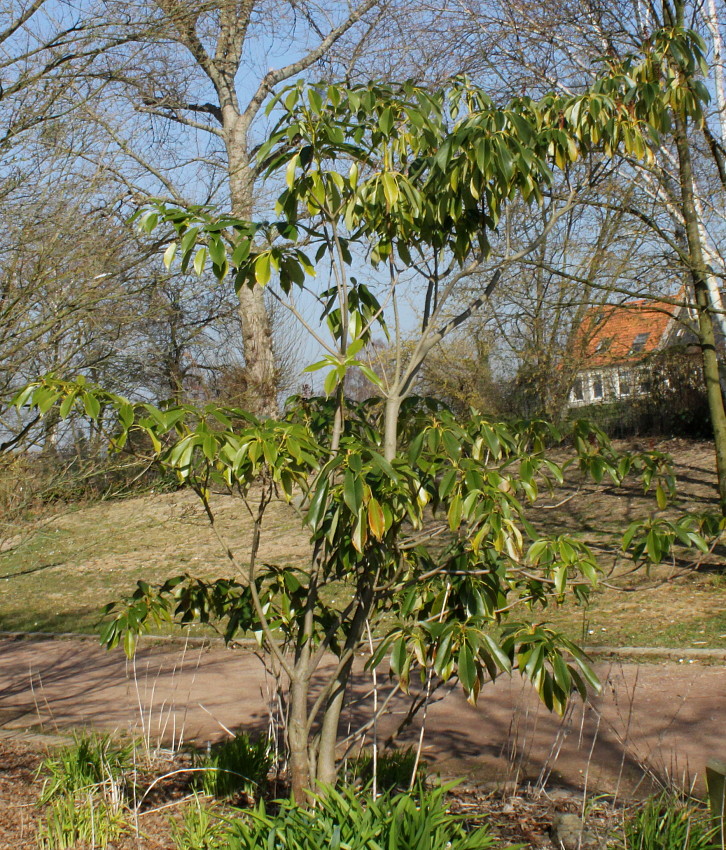 Изображение особи Trochodendron aralioides.