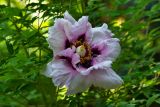 Paeonia suffruticosa. Цветок. Молдова, Кишинев, Ботанический сад АН Молдовы. 07.05.2014.