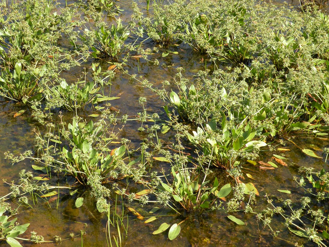 Image of Damasonium alisma specimen.