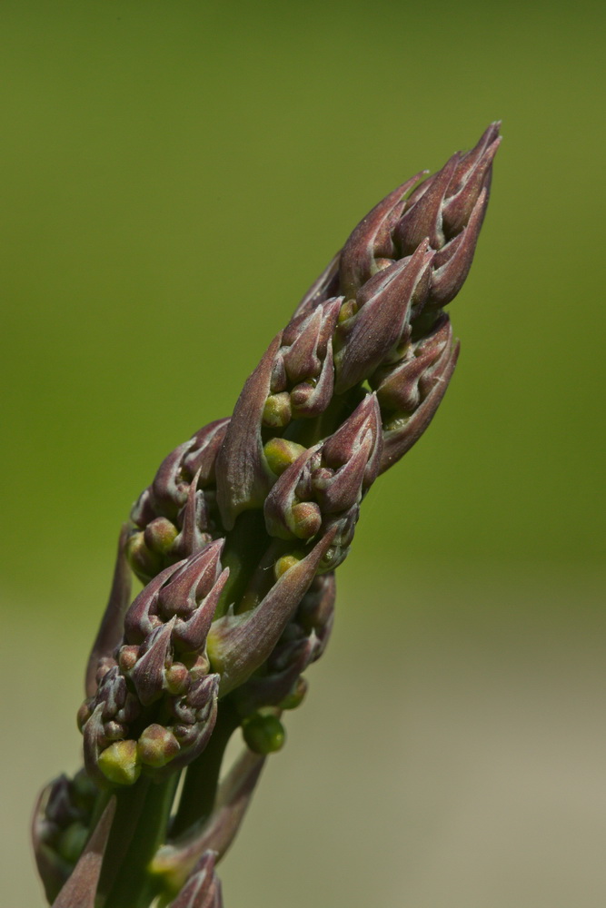 Изображение особи Asparagus officinalis.