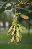 Acer pseudoplatanus. Плоды в кисти. Санкт-Петербург, начало августа.