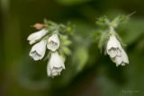 Symphytum tauricum. Цветки. Крым, окр. Бахчисарая, урочище Мариам-Дере. 06.06.2014.