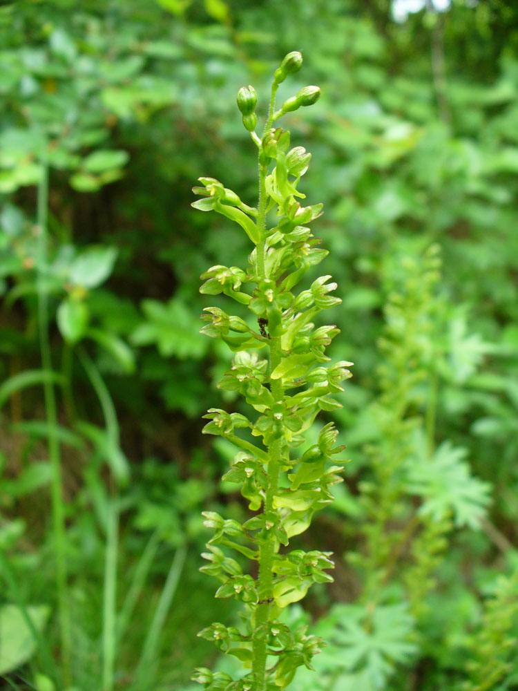 Image of Listera ovata specimen.