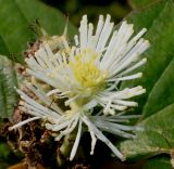 Fothergilla major