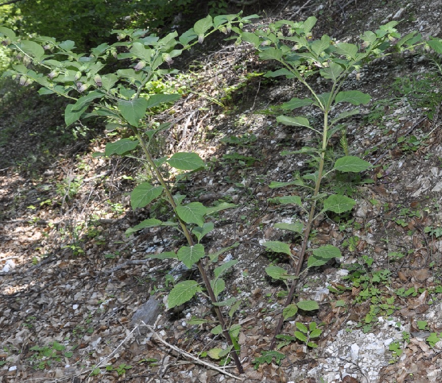 Image of Atropa bella-donna specimen.
