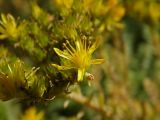 Sedum reflexum