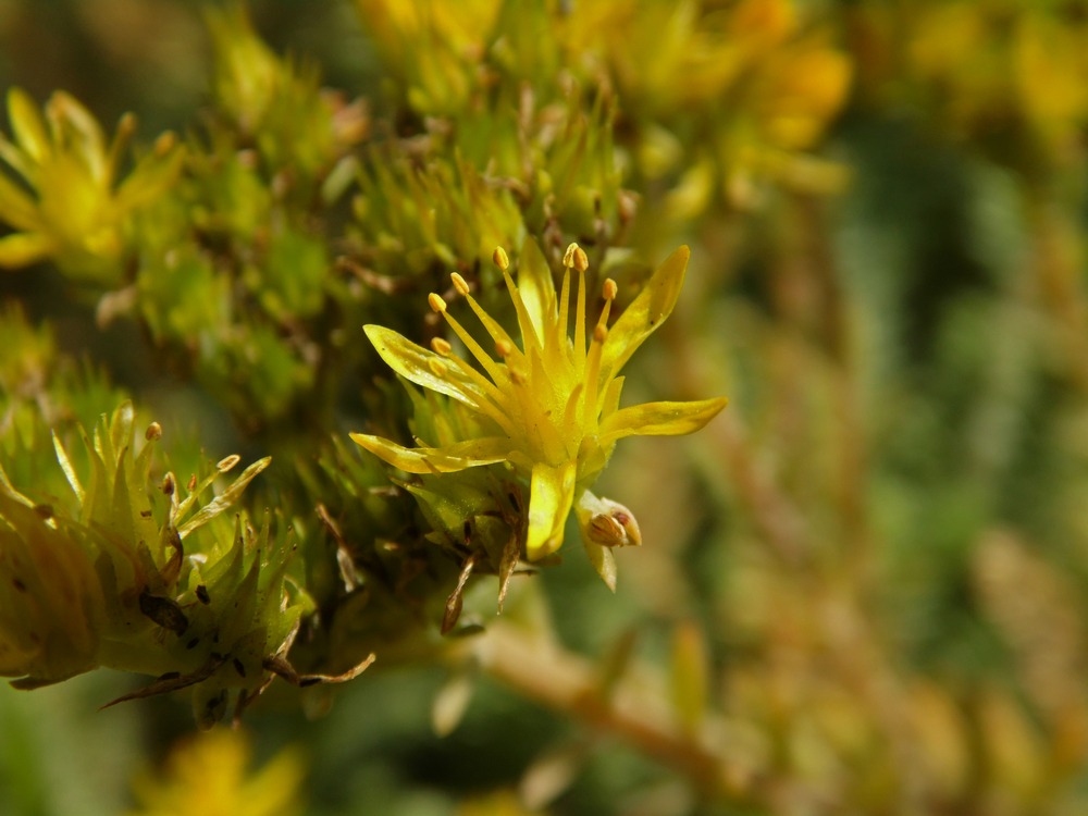 Изображение особи Sedum reflexum.