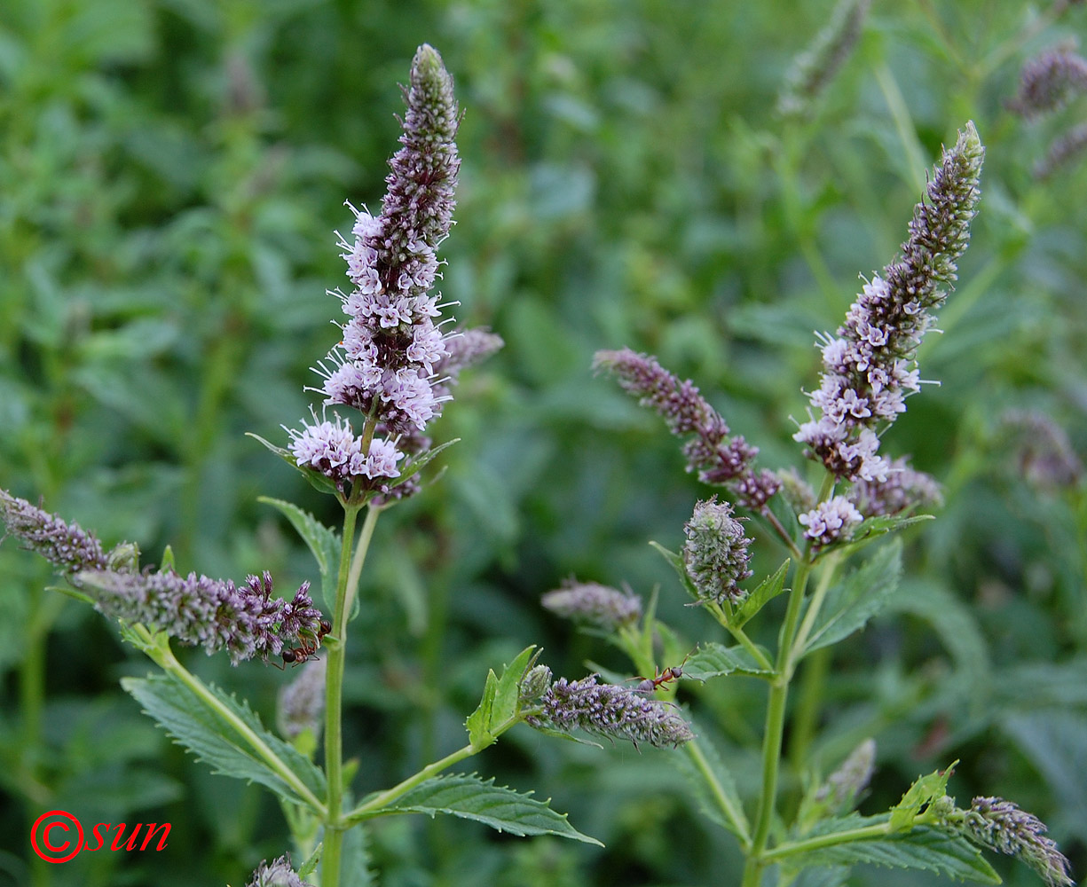 Изображение особи Mentha longifolia.
