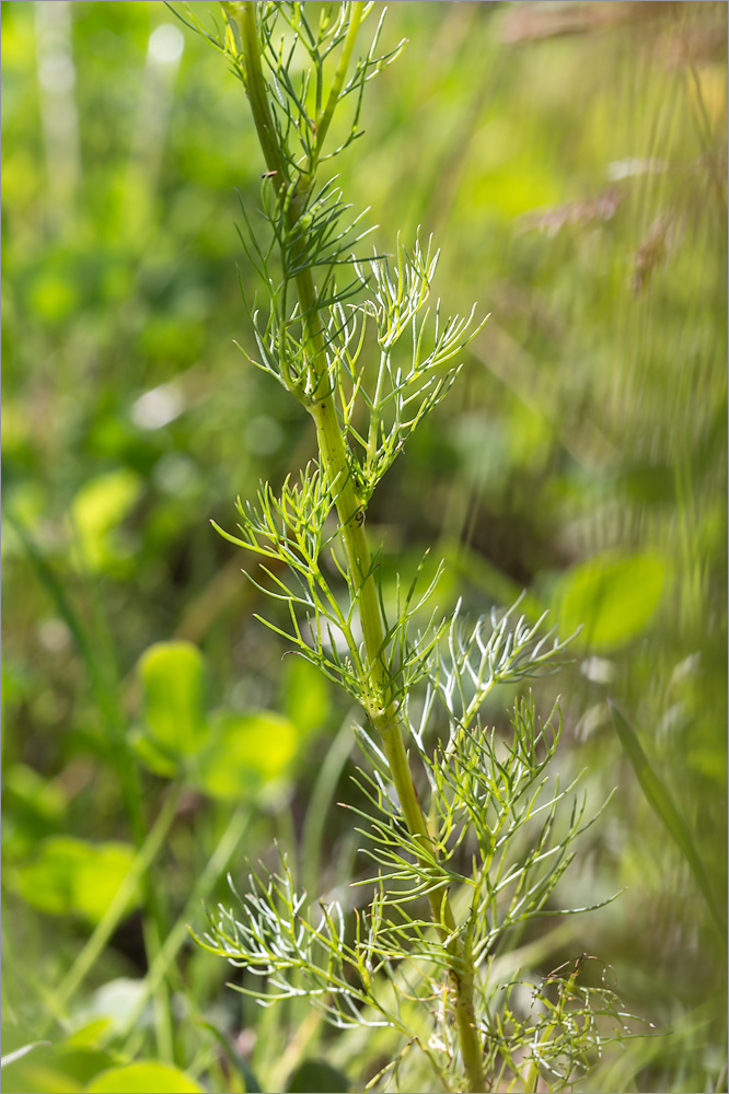 Изображение особи Tripleurospermum inodorum.