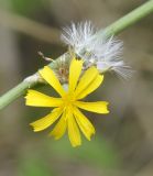 Image of taxon representative. Author is Роланд Цандекидис