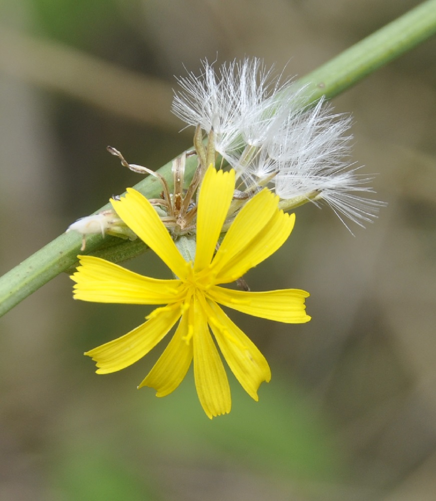 Image of Chondrilla juncea specimen.