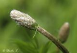 Plantago lanceolata. Расцветающее соцветие. Молдова, Страшенский р-н, с. Каприяна, свежая грабовая дубрава. 25.05.2014.