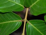 Lagerstroemia speciosa