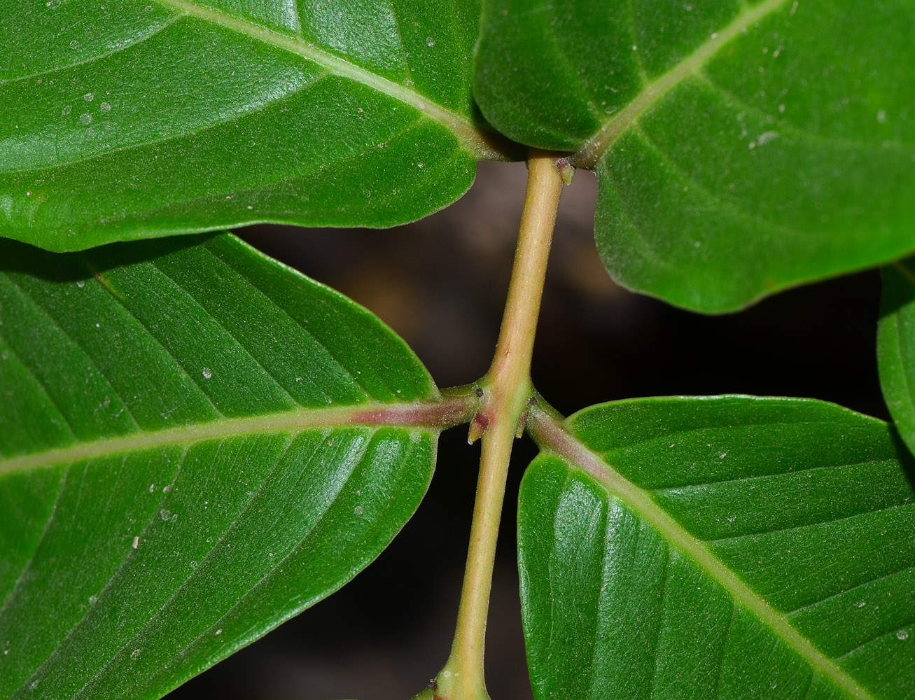 Изображение особи Lagerstroemia speciosa.