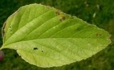 Celtis tournefortii. Лист. Германия, г. Дюссельдорф, Ботанический сад университета. 04.09.2014.