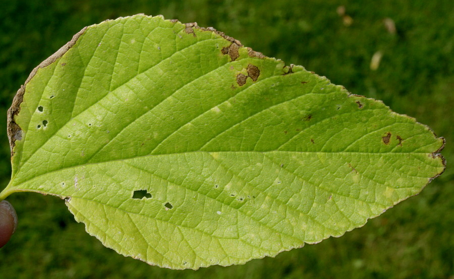Image of Celtis tournefortii specimen.