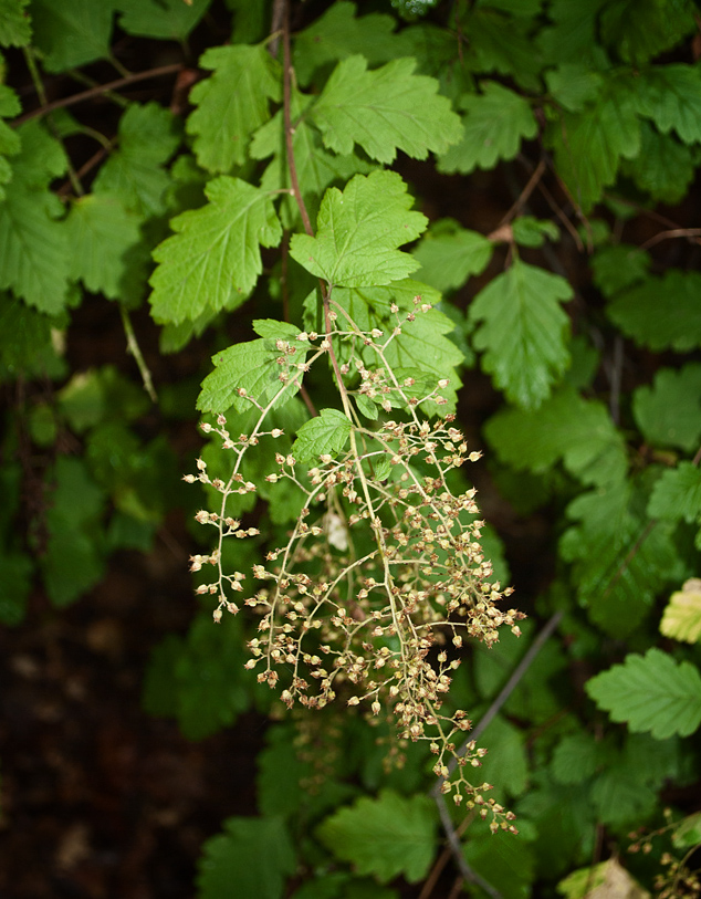 Image of Holodiscus discolor specimen.