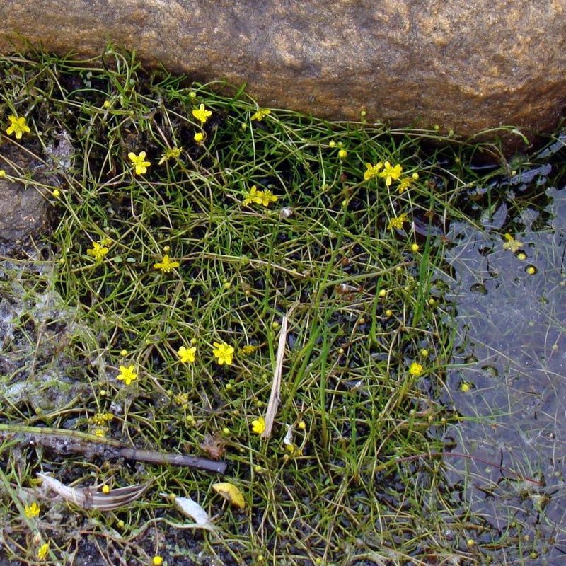 Изображение особи Ranunculus reptans.