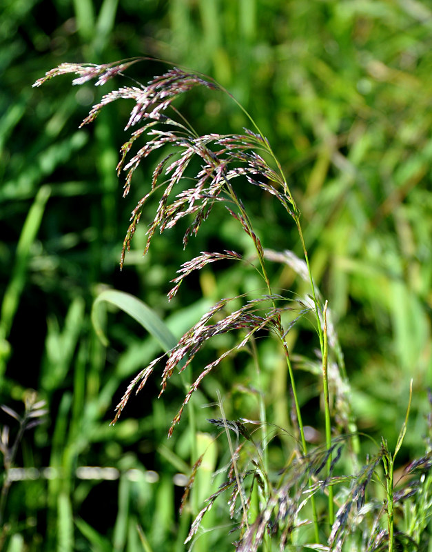 Image of Deschampsia cespitosa specimen.