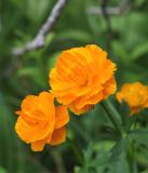 Trollius asiaticus