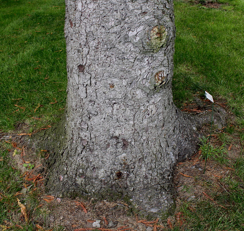 Изображение особи Picea sitchensis.