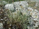 Allium marschallianum. Цветущие растения. Крым, Ялта, ущелье Уч-кош. 05.08.2009.