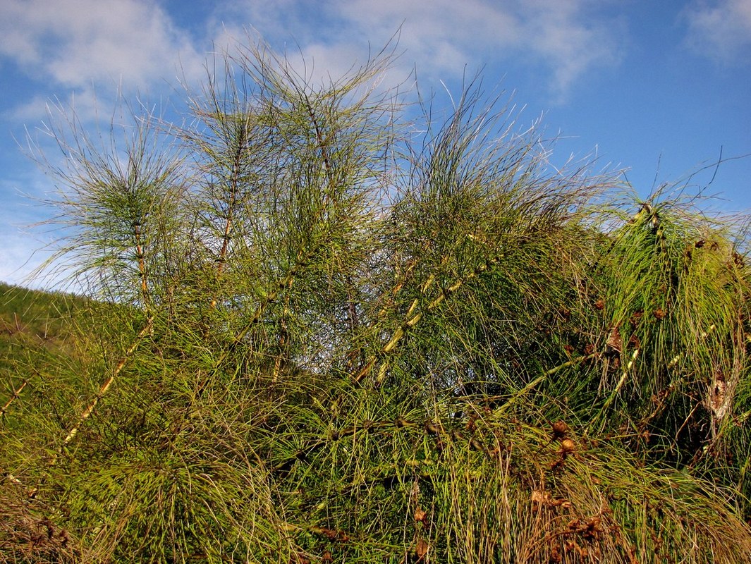 Image of Equisetum telmateia specimen.