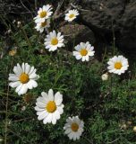 Argyranthemum frutescens
