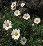 Argyranthemum frutescens. Верхушка цветущего растения. Испания, Канарские острова, Тенерифе, горный массив Тено, сухой каменистый склон, среди ксерофитных кустарников. Март 2008 г.