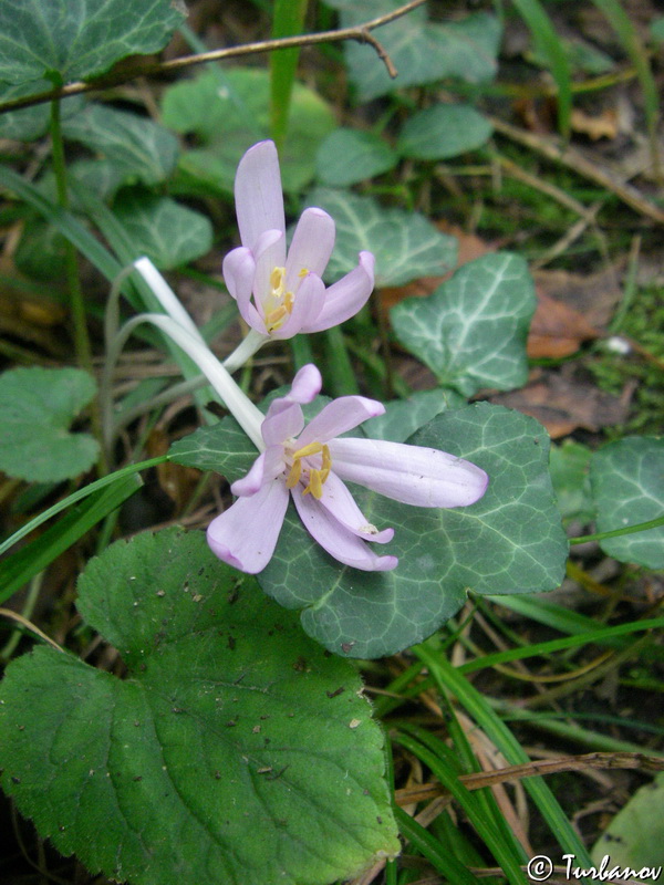 Image of Colchicum umbrosum specimen.