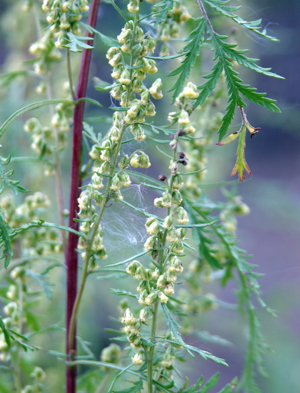 Image of Artemisia gmelinii specimen.