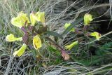 Pedicularis labradorica