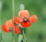 Papaver laevigatum