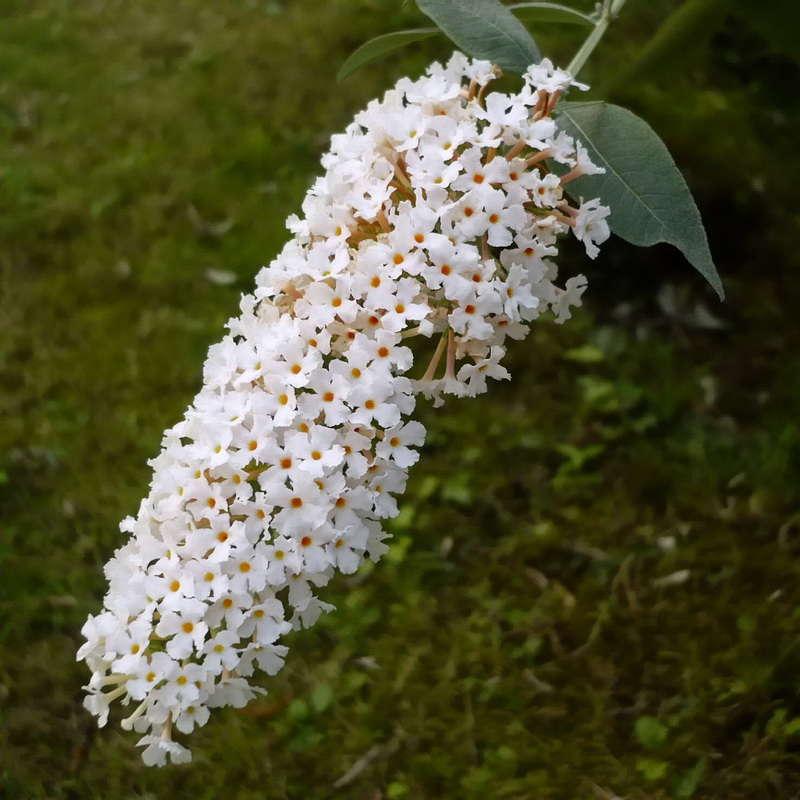 Изображение особи Buddleja davidii.