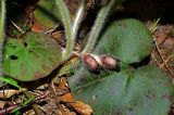 Asarum europaeum. Цветки. Московская обл., Раменский р-н, окрестности д. Хрипань, смешанный лес. 09.05.2009.