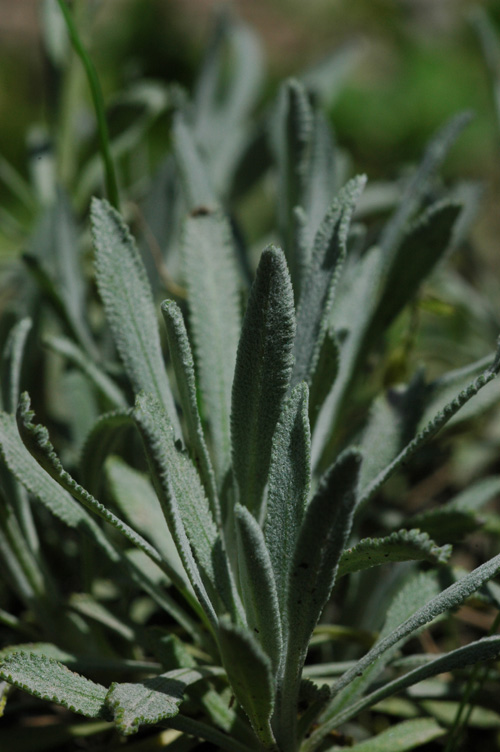 Image of Achillea ageratifolia specimen.