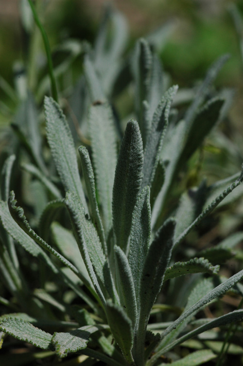 Изображение особи Achillea ageratifolia.