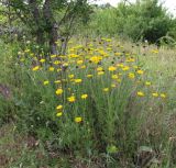 Anthemis tinctoria