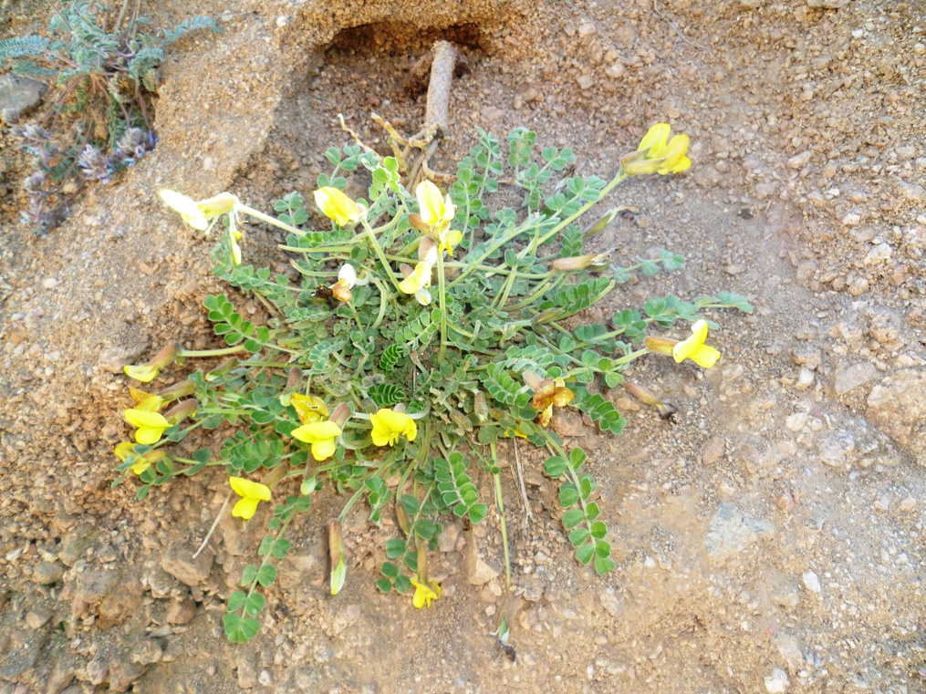 Image of Chesneya hissarica specimen.