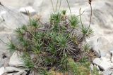 genus Acantholimon. Растение с цветоносными побегами. Южный Казахстан, хр. Боролдайтау, г. Нурбай. 26.05.2009.