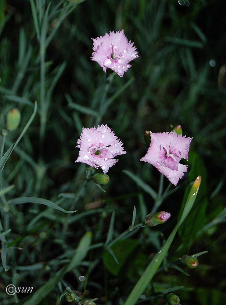 Image of Dianthus plumarius specimen.