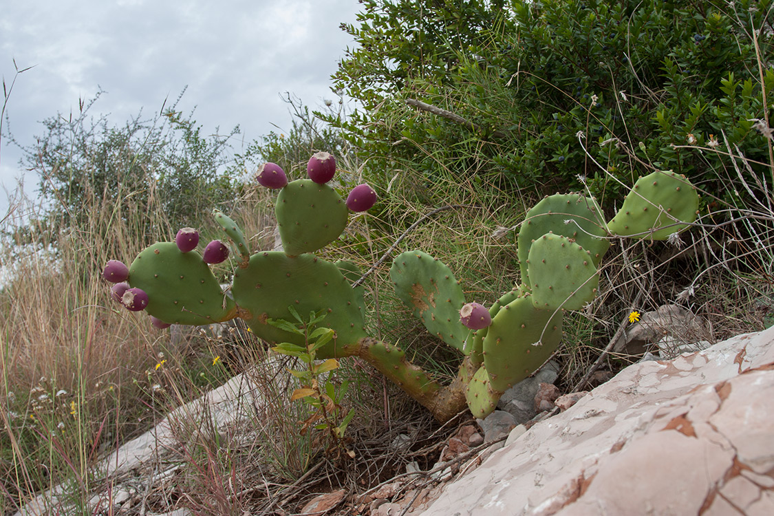 Изображение особи Opuntia stricta.