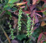 Persicaria hydropiper